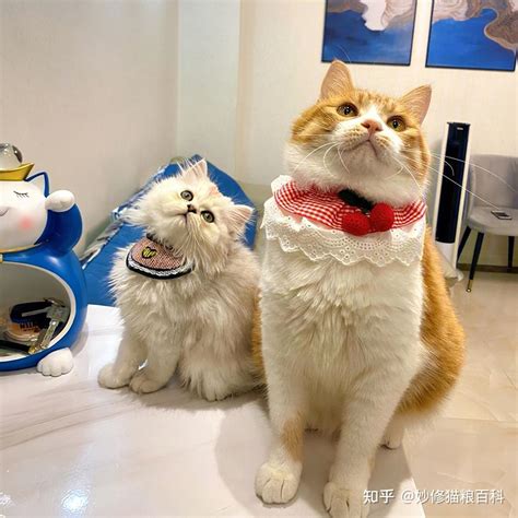 自来猫意思|“养猫不养自来猫”，送上门的流浪猫，可以养吗？